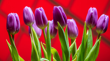 Fototapeta premium colorful tulips flowers