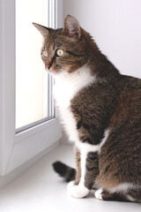 Gray shorthair domestic tabby cat sitting looking to the window. Selective focus.