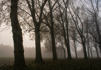 misty morning in the forest
