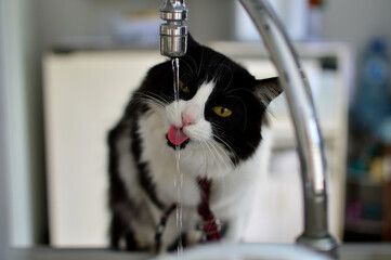 Black and white cat taking water on a tap