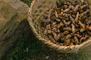 fresh organic group of ginger on market for selling. Ginger harvest, ginger farm, organic ginger