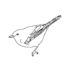 Bird sketched.Doodle.Lineart. Vector graphic set of hand-drawn birds. Simple lines