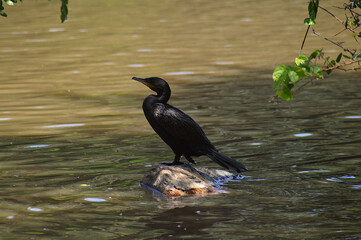 cormorant in the lake