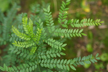 A branch with green leaves in close-up.