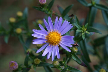 Purple wildflower close-up. Beauty is in nature.
