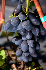 Kiść winogronu o granatowych owocach rosnący na winnicy, odmiana kodrianka. - obrazy, fototapety, plakaty