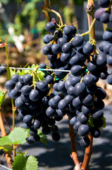 Owoce winorośli granatowej na winnicy, odmiana o nazwie Muskat Bleu