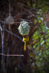 spider on a branch