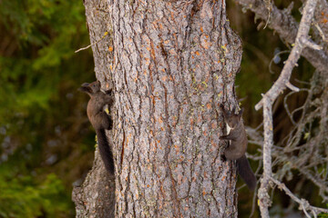 Squirrel In A Tree