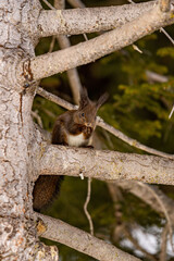 Squirrel In A Tree