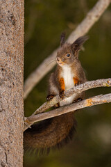 Naklejka na ściany i meble Squirrel In A Tree