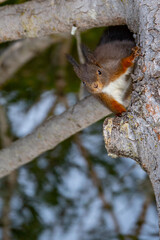 Squirrel In A Tree