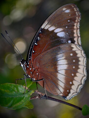 butterfly on a leaf