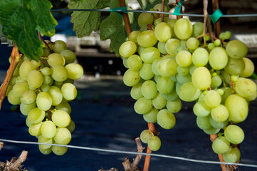 Owoce białej winorośli talizman, rosnące na winnicy