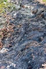 Ash of burnt straw and grass near the agricultural field used for organic fertilizer