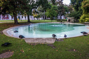 Ducks in Braamcamp Freire small park in Lisbon city, Portugal