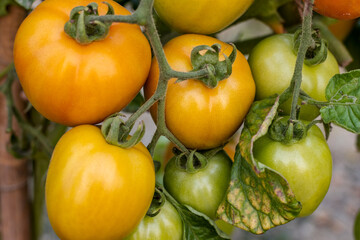 Close up shot of organic fresh ripe tomatoes inside of the garden