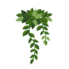 Houseplant ivy for interior decoration. Vector illustration of home flowers. Trendy home decor with plants, urban jungle.