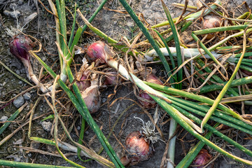 Rejected unhealthy onions beside the agricultural field close up shot