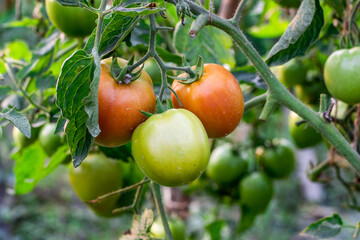 Ripe and raw organic tomatoes hanging on a branch inside of an agricultural farm