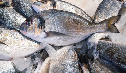 Dorado royale ,bream, at the fish market. View of fresh fish.