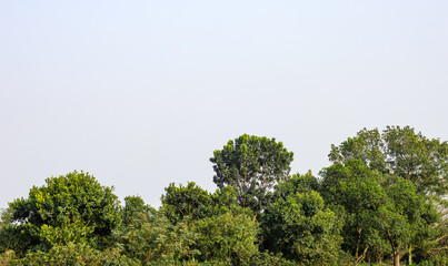 White cloudy sky over the green forest