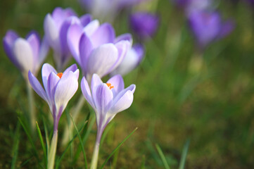Fototapeta premium Krokusse im Frühling