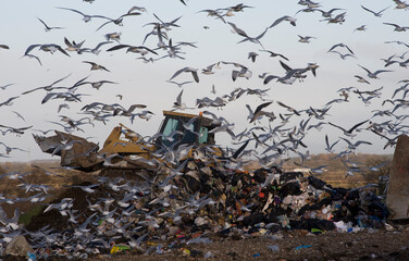 flock of seagulls at a landfill site
