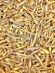 Kaempferia with close up shot,Top view, Thai herb.