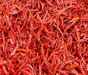 Fototapeta premium Lot of dried chili as a food background.