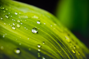 Green leaf with drops of water. Drops of dew in the morning glow in the sun. Beautiful leaf texture in nature. Natural background, stunning and dramatic green tropic palm leaf with drops