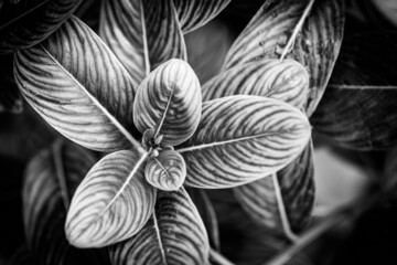 Nature abstract top view. Black and white leaf pattern nature dark abstract background. Exotic tropical plant with bright sunlight on dark dramatic blurred nature ground. Artistic botany concept