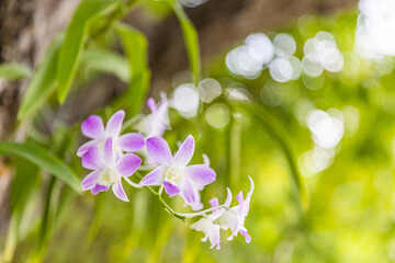 Orchid flower for postcard beauty and agriculture design. Beautiful orchid flower in garden, in full bloom in farm, on green nature blur background. Tropical island nature, exotic garden closeup