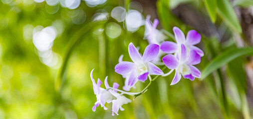 Orchid flower for postcard beauty and agriculture design. Beautiful orchid flower in garden, in full bloom in farm, on green nature blur background. Tropical island nature, exotic garden closeup © icemanphotos