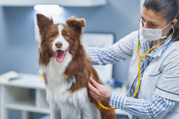 Brown Border Collie dog during visit in vet