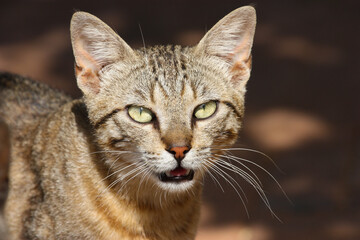 Сute tabby cat with a predatory look
