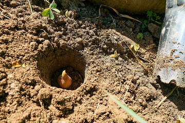 Flower bulb in the hole and garden bulb planting tool on the soil. Autumn or spring home gardening.