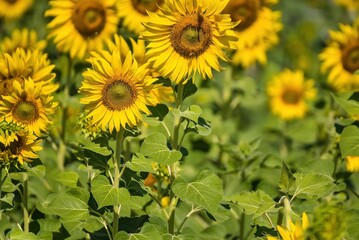 Beautiful sunflower flower blooming in sunflowers field.Thailand.