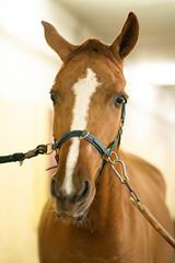 The head of a brown horse in the stable