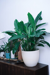 Spathiphyllum in a white pot on a wooden brown chest of drawers