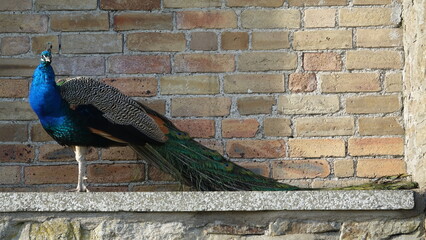 Indian peacock (Pavo cristatus) in castle grounds, UK