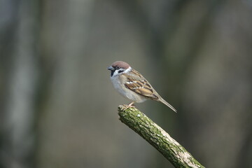 Eurasian tree sparrow (Passer montanus) perched on tree branch at woodland edge in UK
