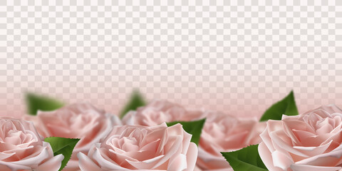 Realistic pink 3d rose flowers on transparent background. Vector illustration