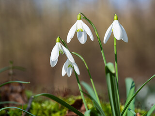 Snowdrop or common snowdrop (Galanthus nivalis) flowers.Wild flower blooming in spring forest, white blossom.