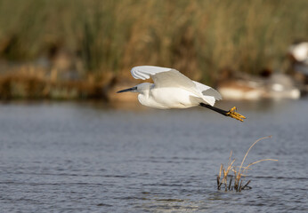 Little Egret (Egretta garzetta) In Flight
