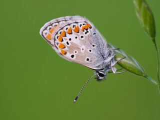 Brown argus (Aricia agestis) butterfly resting on a blade of grass