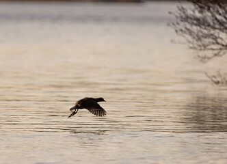 Moorhen (Gallinula chloropus) Landing at Dusk