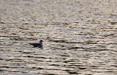 Solitary Black-Headed Gull (Chroicocephalus ridibundus) on a Lake at Sunset.  Shot into sun with bird in Silhouette.