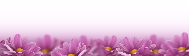 Realistic pink 3d chrysanthemum flowers on white background. Vector illustration