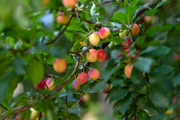 A branch with red and yellow cherry plum berries and green leaves descends. Harvest time.